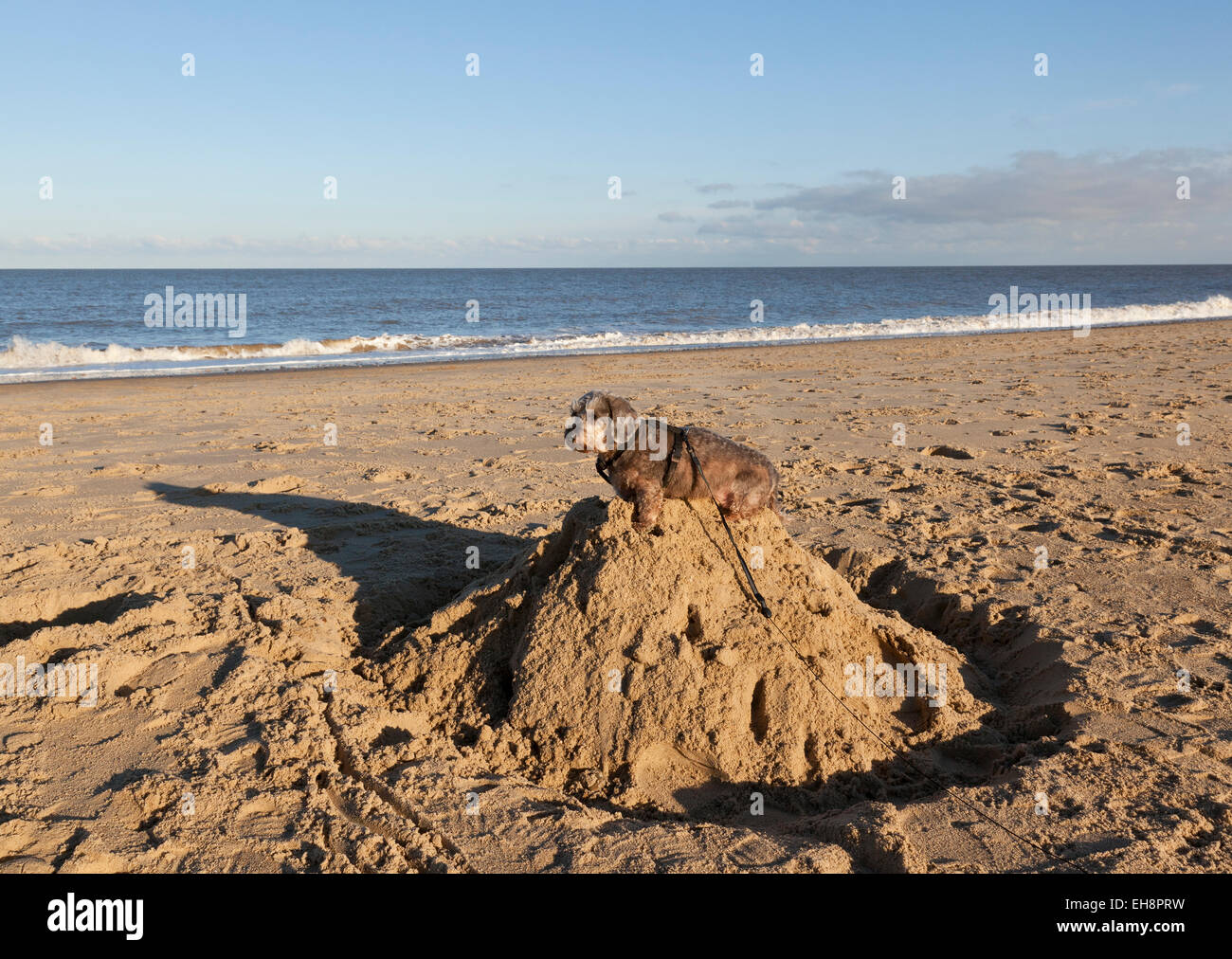 Un chien Teckel poil fil miniature assis sur le dessus d'un château de sable sur une plage Banque D'Images