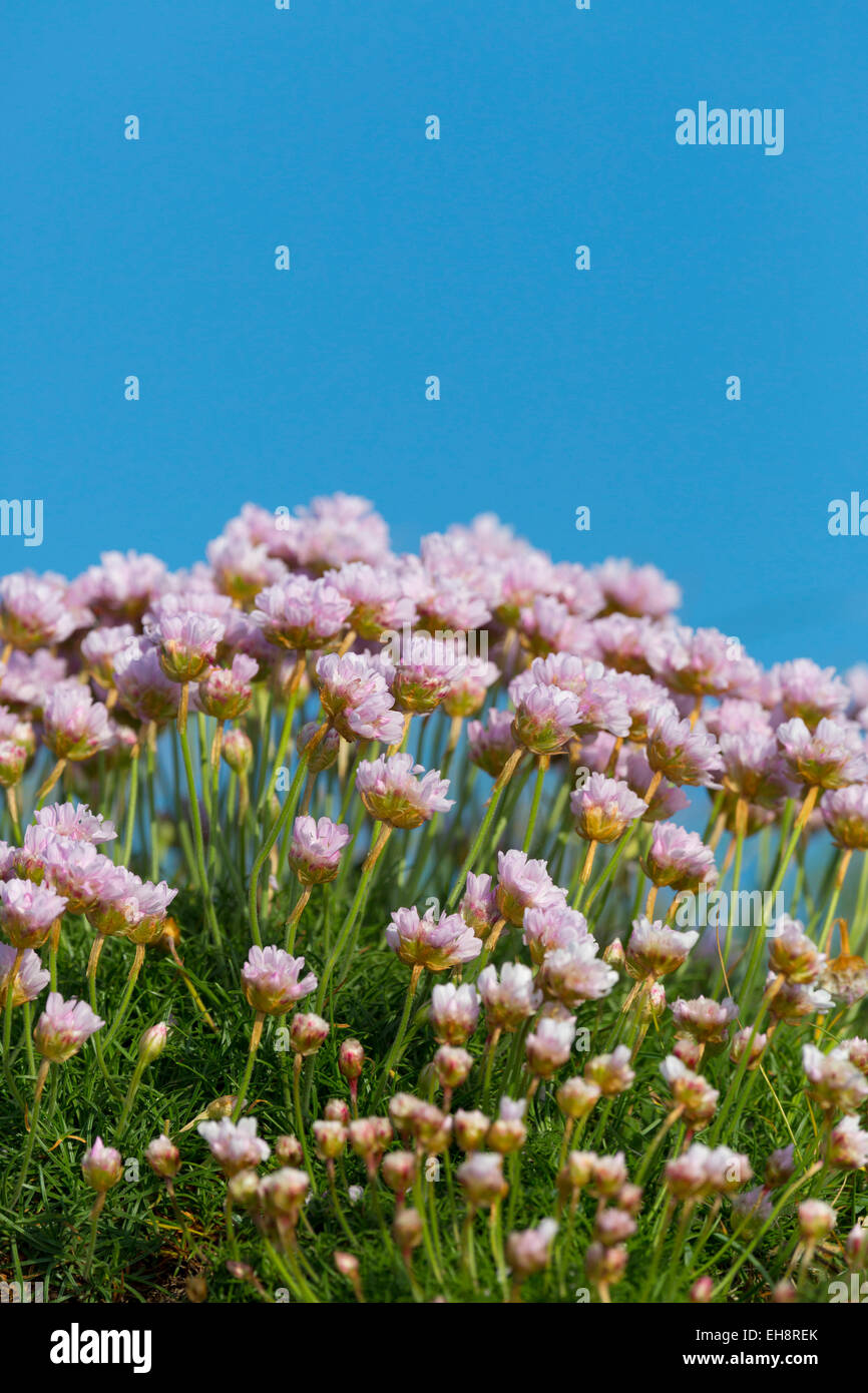 Thrift Armeria maritima ; Fleur ; Cornwall, UK Banque D'Images