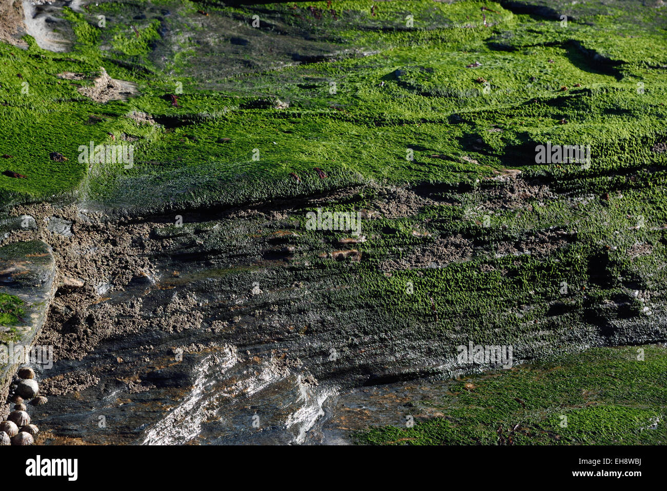 Des roches couvertes d'algues au volet Trebarwith, Cornwall, UK Banque D'Images