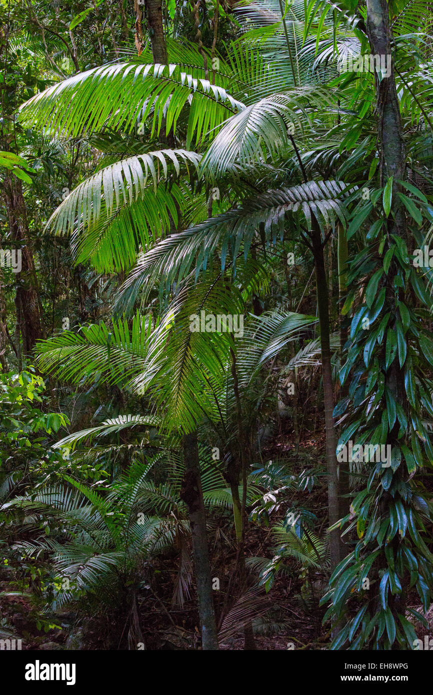 La végétation luxuriante forêt tropicale avec palmiers et d'épiphytes en parc national de Daintree, Queensland, Australie Banque D'Images