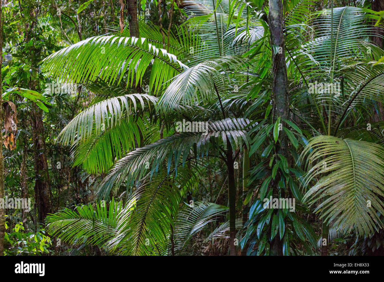 La végétation luxuriante forêt tropicale avec palmiers et d'épiphytes en parc national de Daintree, Queensland, Australie Banque D'Images