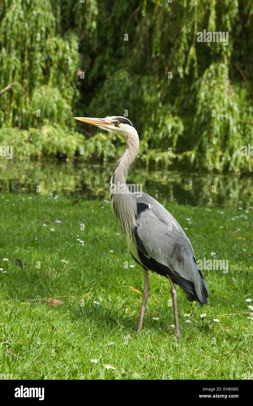 Héron au Regents Park Londres Banque D'Images