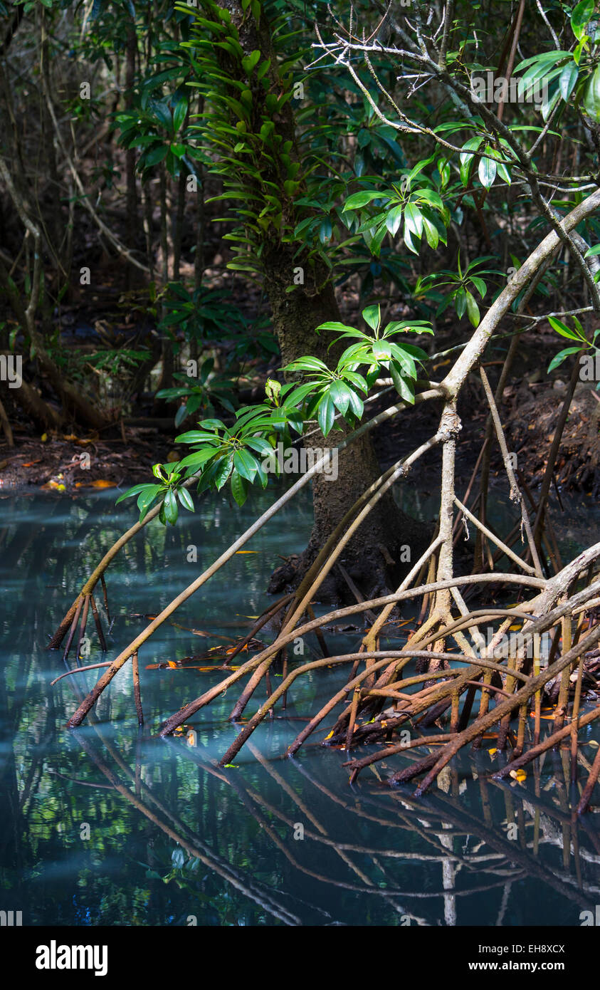 Détail de racines de mangrove dans une forêt de mangrove dense, parc national de Daintree, Queensland, Australie Banque D'Images