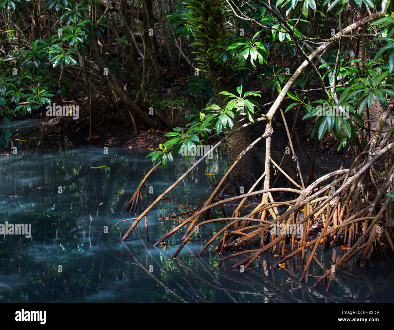 Détail de racines de mangrove dans une forêt de mangrove dense, parc national de Daintree, Queensland, Australie Banque D'Images