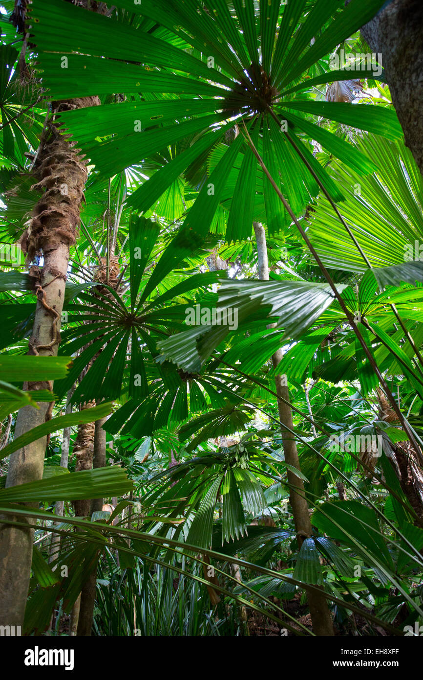 Palmiers australiens (Licuala ramsayi) dans la forêt tropicale de Daintree, Queensland, Australie Banque D'Images