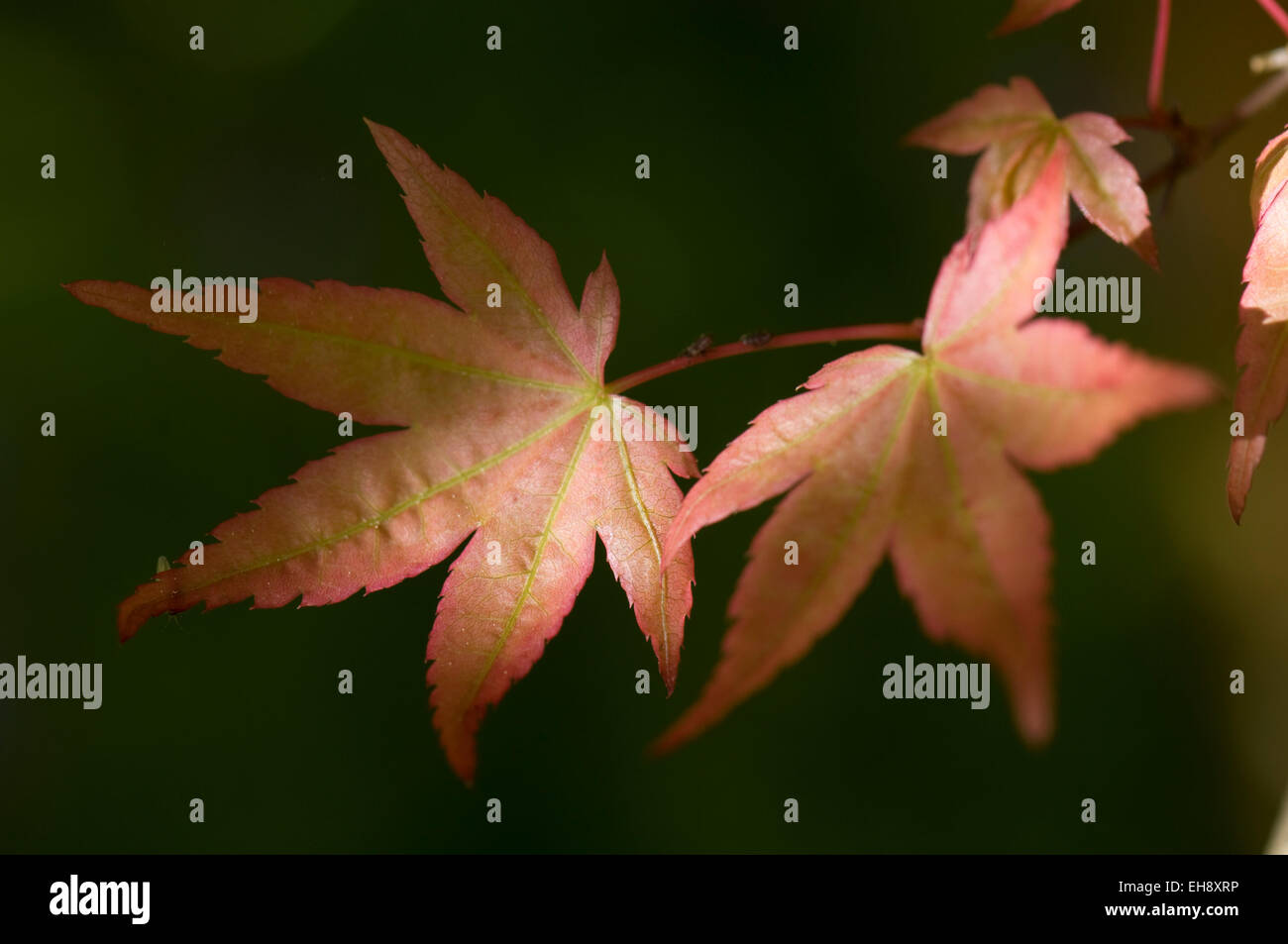 Acer palmatum 'Corallinum'. Sir Harold Hillier Gardens. Banque D'Images