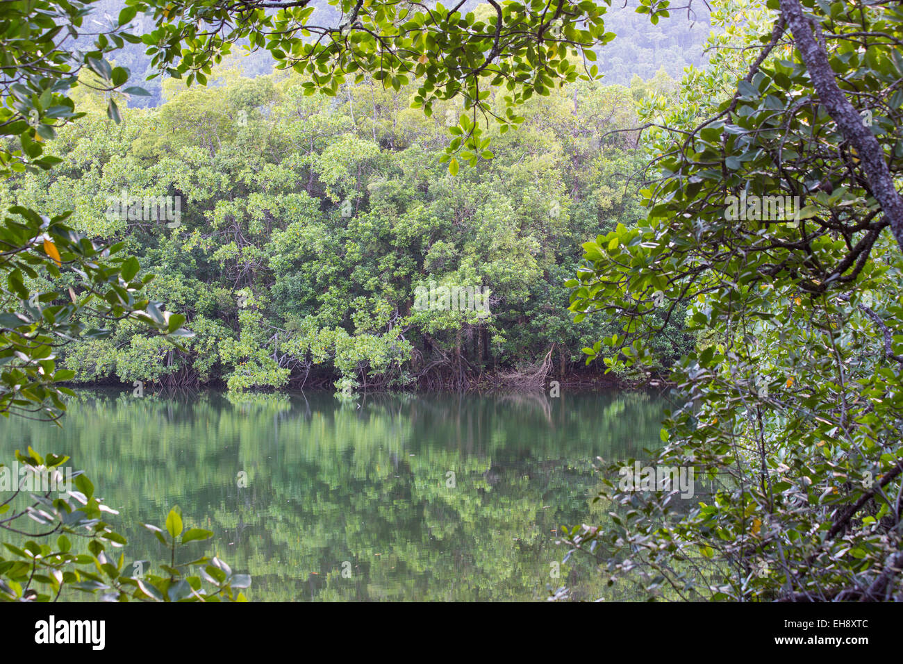 Forêt de mangroves le long d'une rivière, de la région de Daintree, Queensland, Australie Banque D'Images