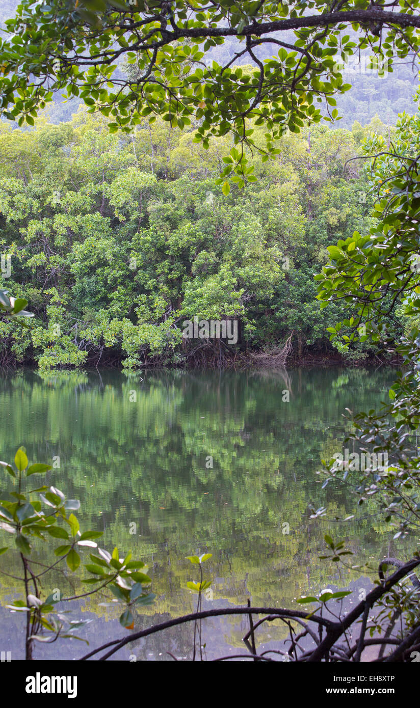Forêt de mangroves le long d'une rivière, de la région de Daintree, Queensland, Australie Banque D'Images