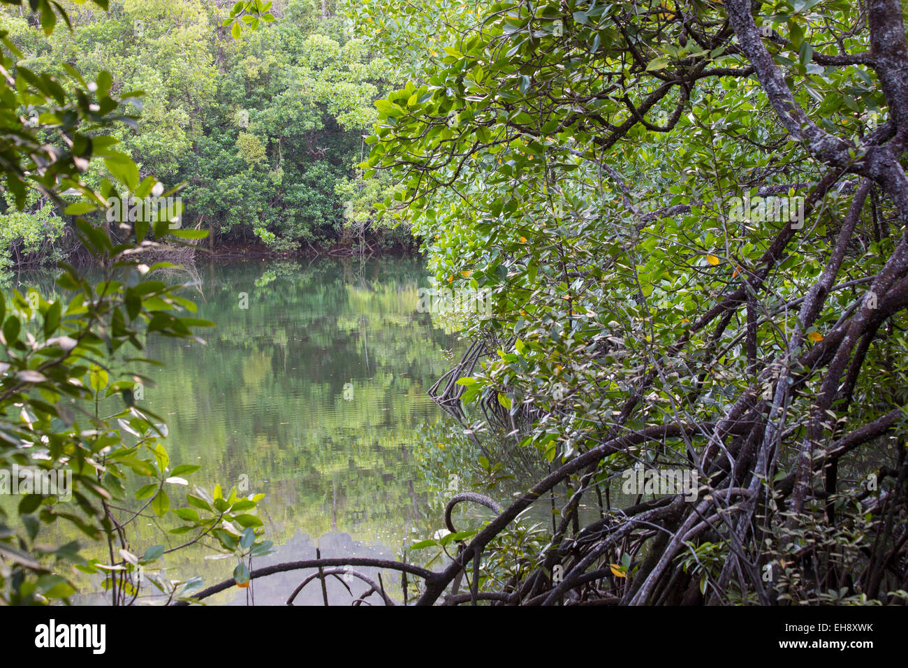 Forêt de mangroves le long d'une rivière, de la région de Daintree, Queensland, Australie Banque D'Images