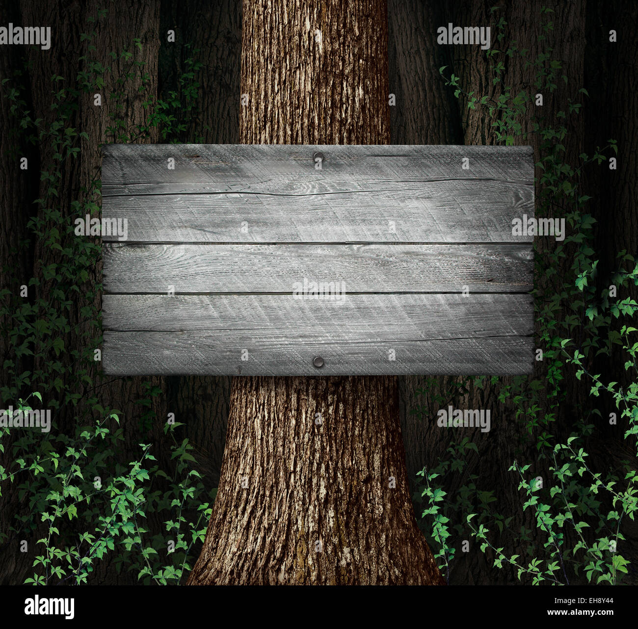 Signe vierge forêt contexte comme un vieux groupe d'arbres épais avec une planche en bois rustique comme un symbole pour la publicité et la commercialisation de la nature d'un message. Banque D'Images