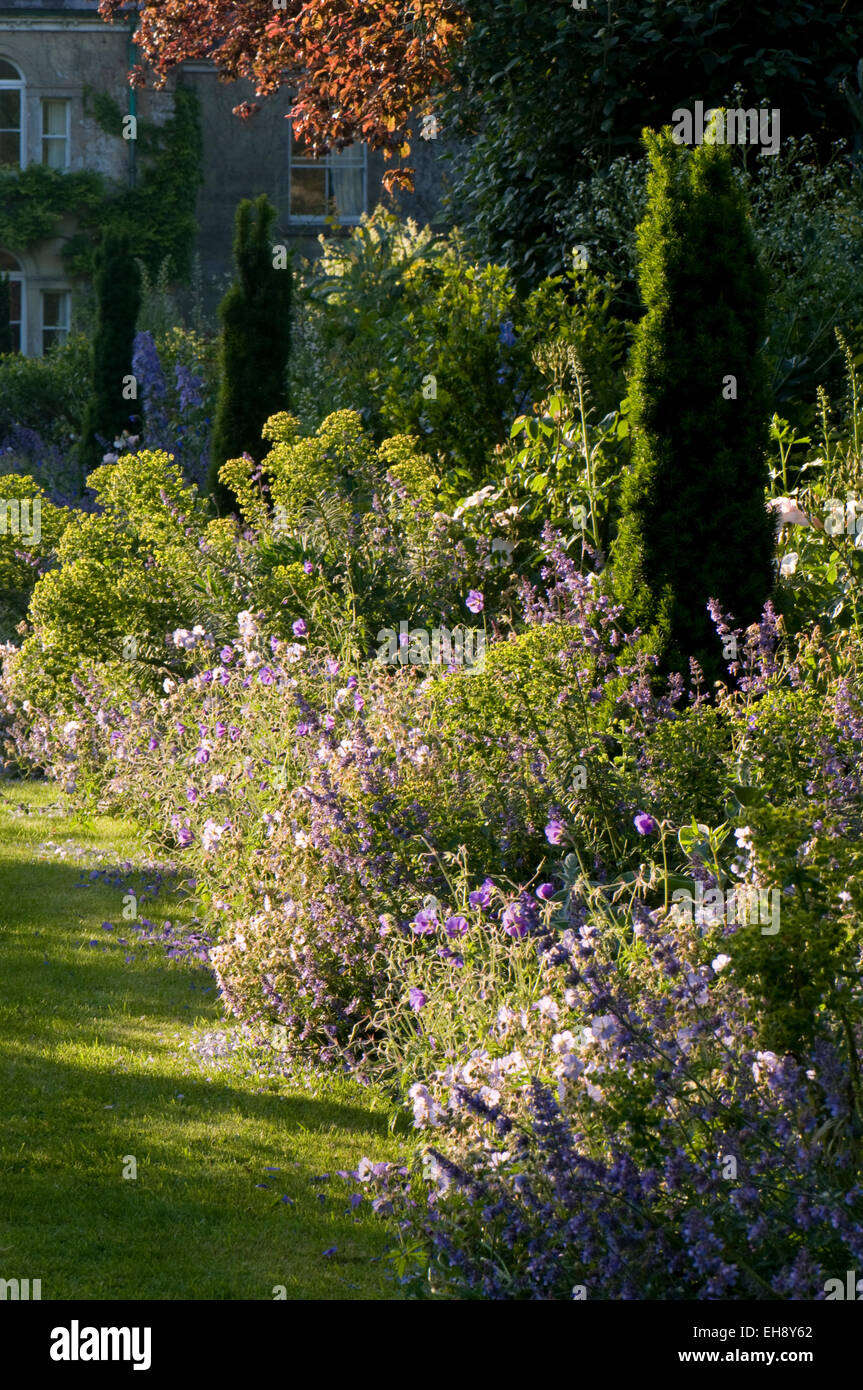 Lumière du soir sur la frontière herbacées mixtes dont Euphorbia characias subsp. Wulfenii, géranium 'Rozanne', Nepeta 'Six Hills Gi Banque D'Images