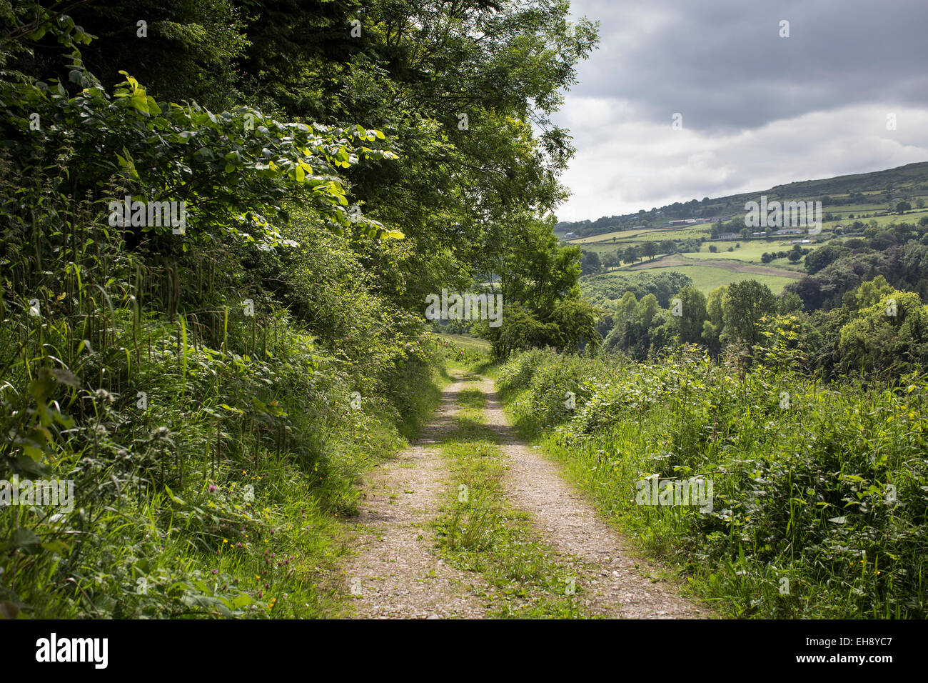 Gourgois Forêt, co Antrim, en Irlande du Nord Banque D'Images