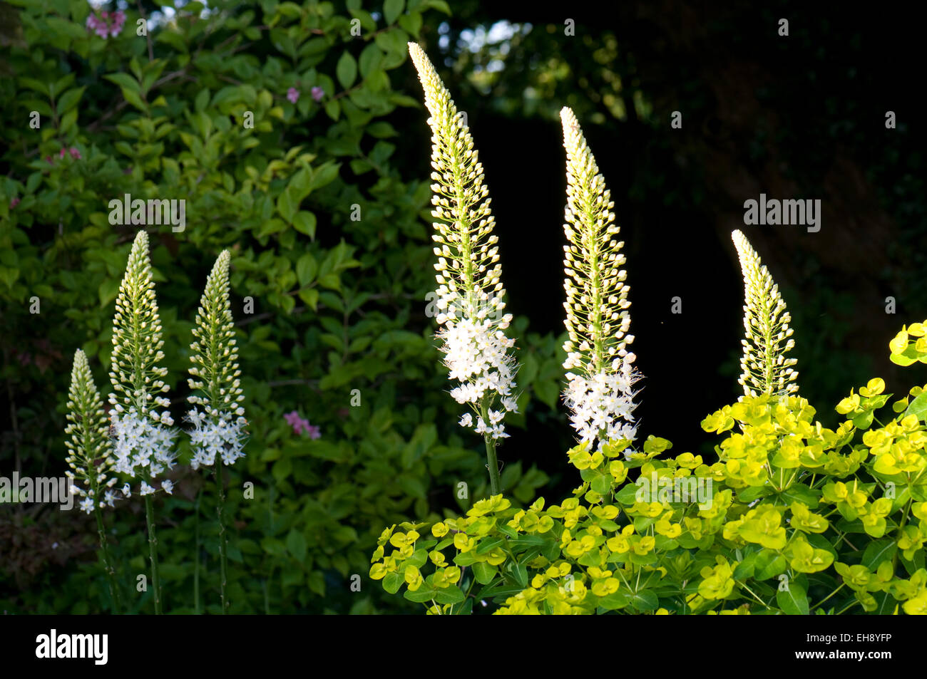 Bordure blanche y compris Euphorbia cornigera et Eremurus himalaicus Banque D'Images