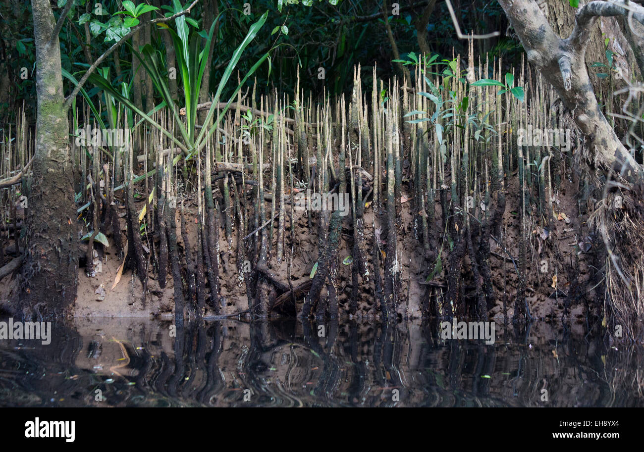 Des racines aériennes dans une forêt de mangrove, parc national de Daintree, l'Australie Banque D'Images
