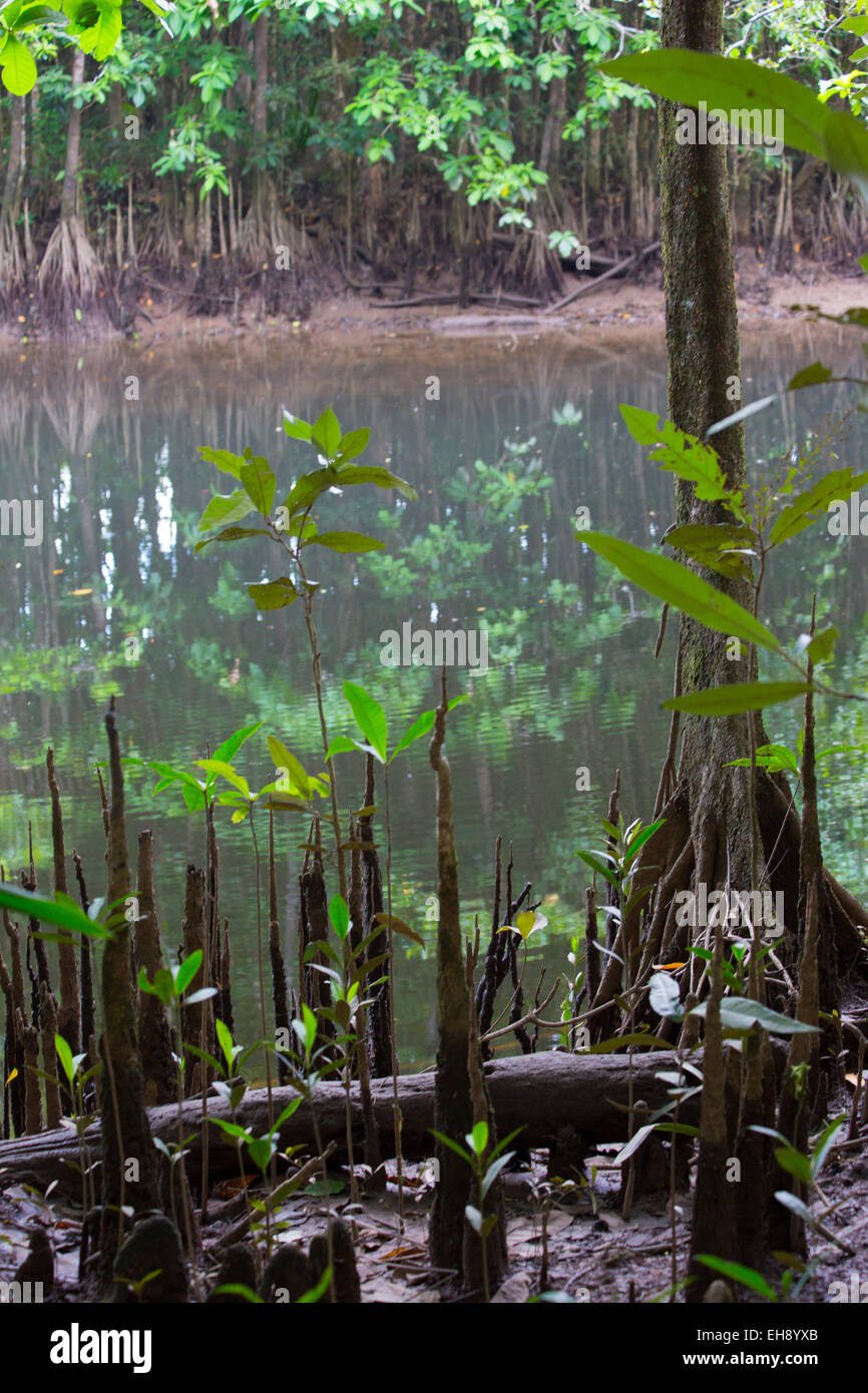 Des racines aériennes dans une forêt de mangrove, parc national de Daintree, l'Australie Banque D'Images