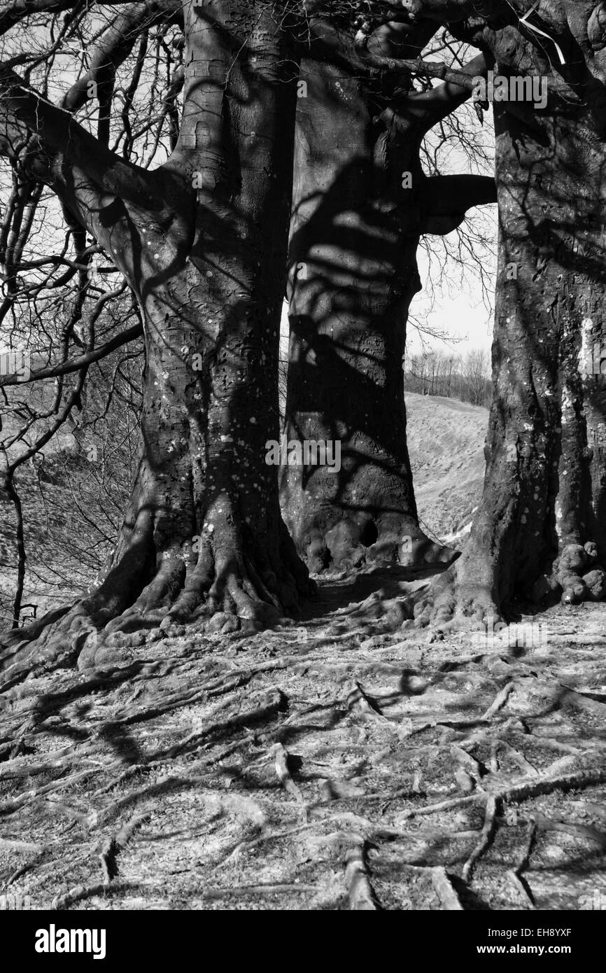 Avebury Wiltshire Angleterre un cercle en pierre comprend ce petit village du Wiltshire de vieux arbres avec racines exposées Banque D'Images