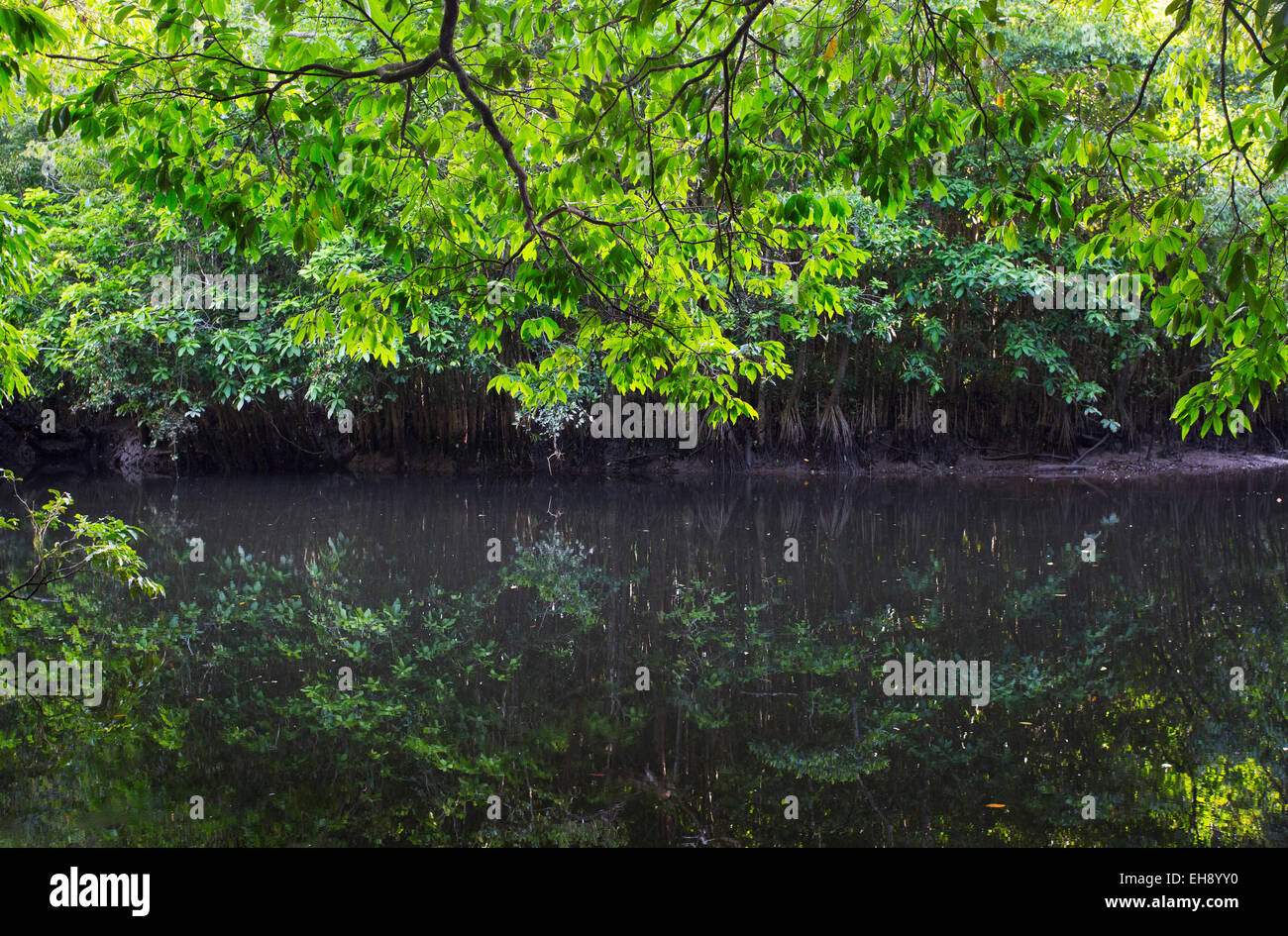 Forêt de mangroves le long d'une rivière, de la région de Daintree, Queensland, Australie Banque D'Images
