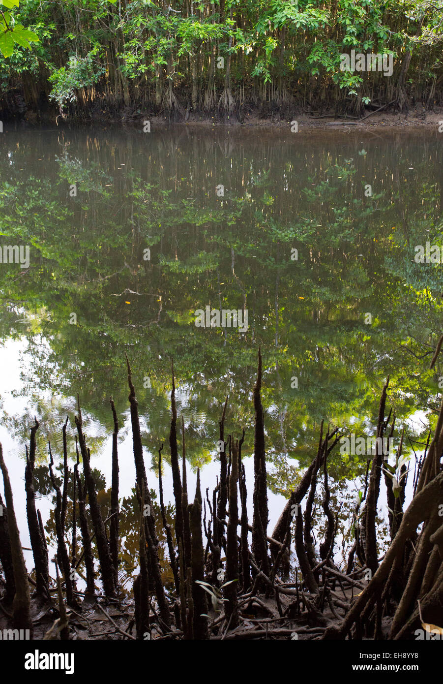 Des racines aériennes dans une forêt de mangrove, parc national de Daintree, l'Australie Banque D'Images