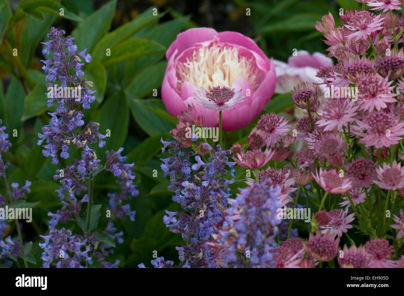 Paeonia 'Bowl of Beauty' plantés d'Astrantia major 'ROMA' et Nepeta Banque D'Images