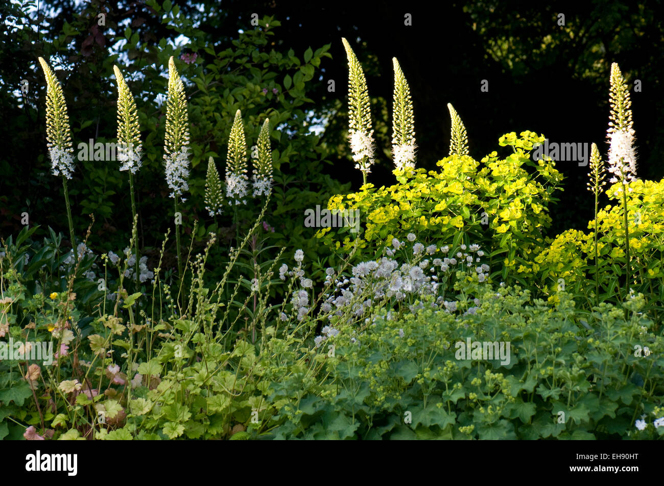Bordure blanche y compris Alchemilla mollis, Astrantia major 'Buckland', Euphorbia cornigera et Eremurus himalaicus Banque D'Images