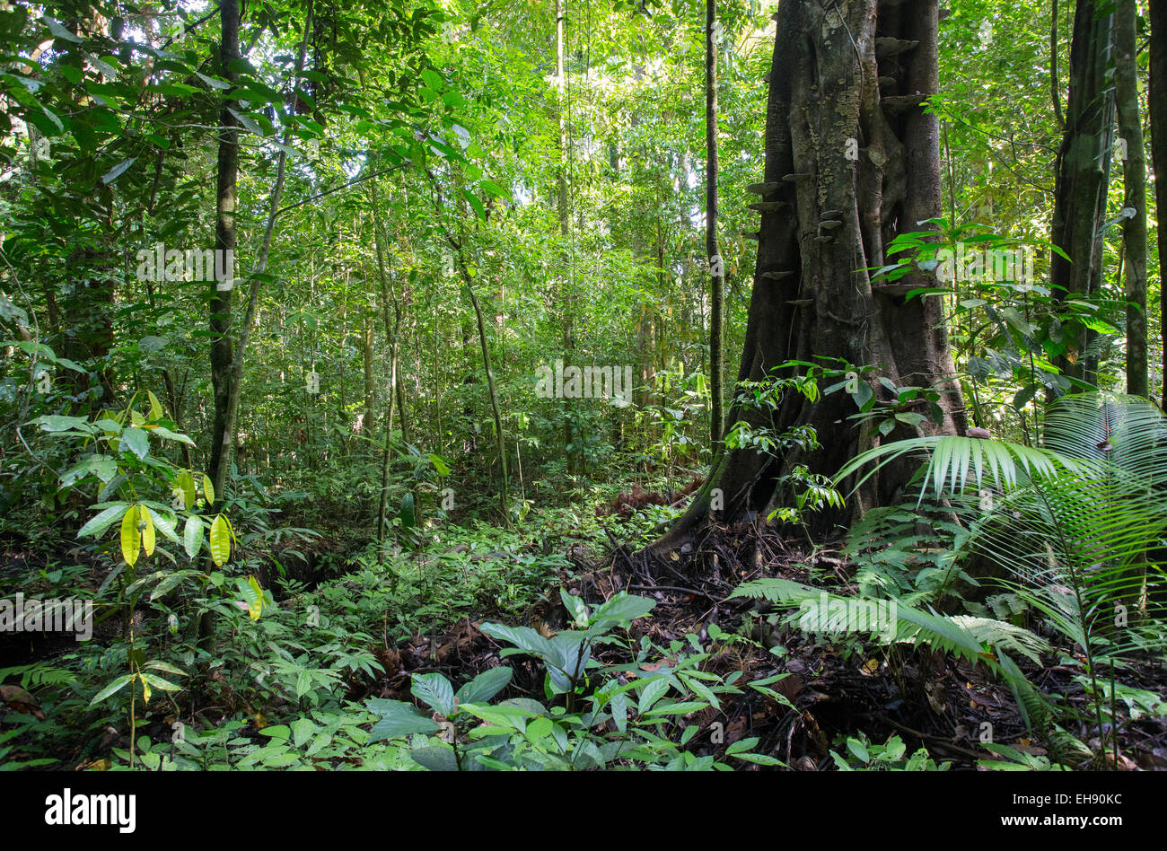 Dans la forêt tropicale Kubah National Park, Sarawak, Bornéo Malaisien Banque D'Images