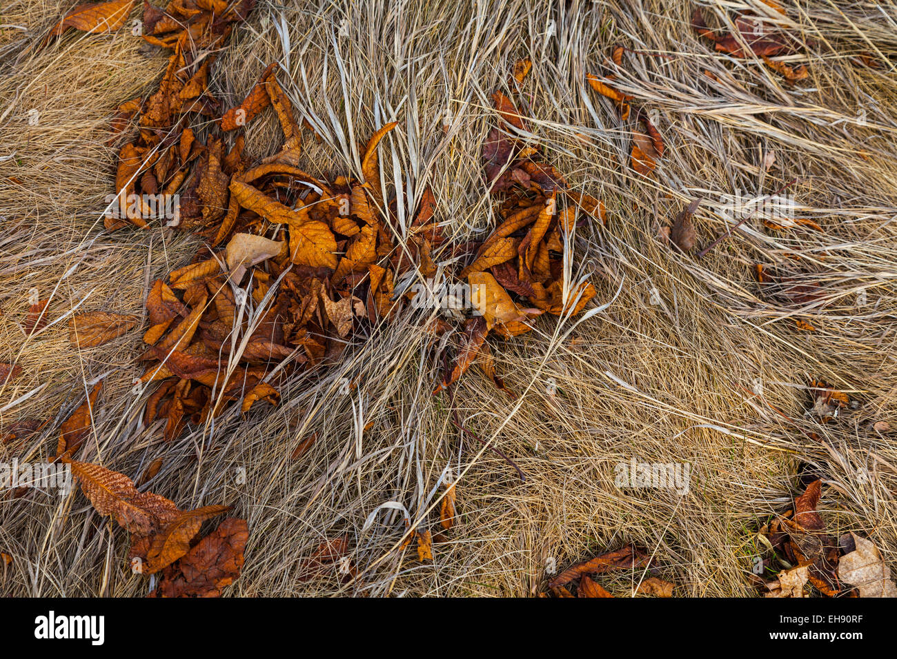 Les feuilles mortes portant sur l'herbe morte aplaties Banque D'Images