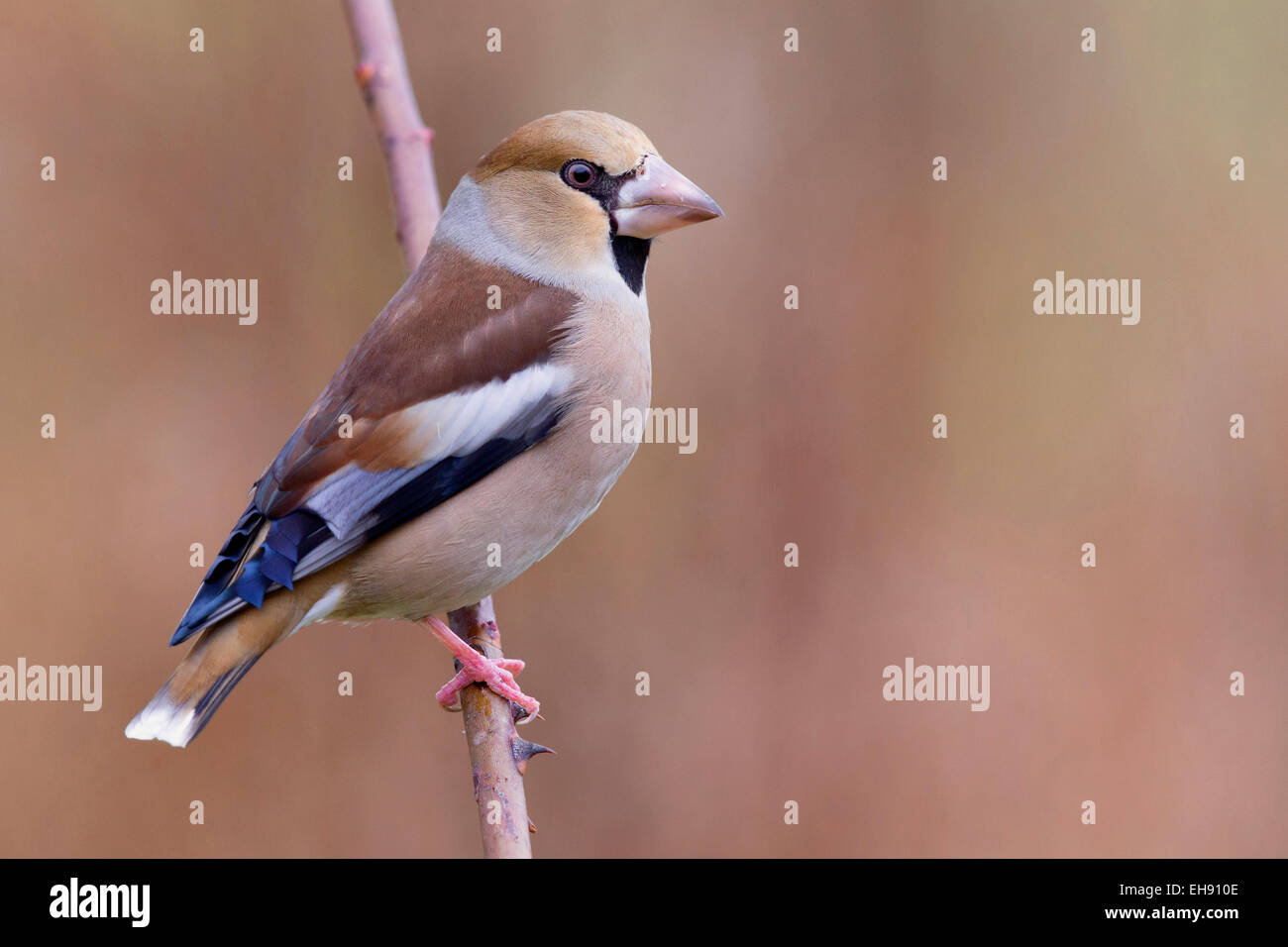 Coccothraustes coccothraustes hawfinch femelle ; ; Banque D'Images