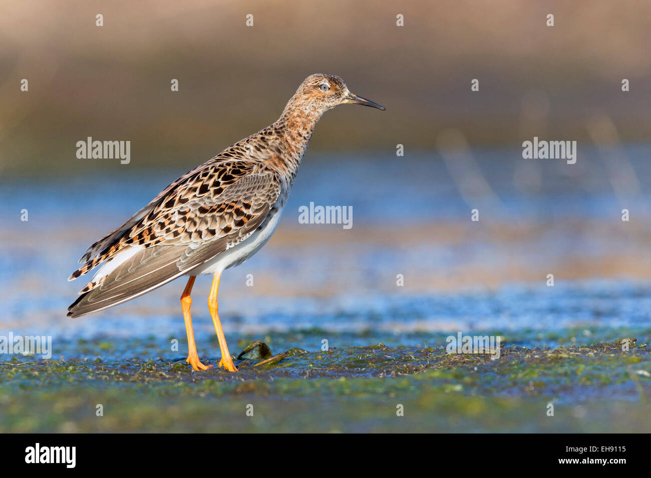 Ruff Philomachus pugnax ; Banque D'Images