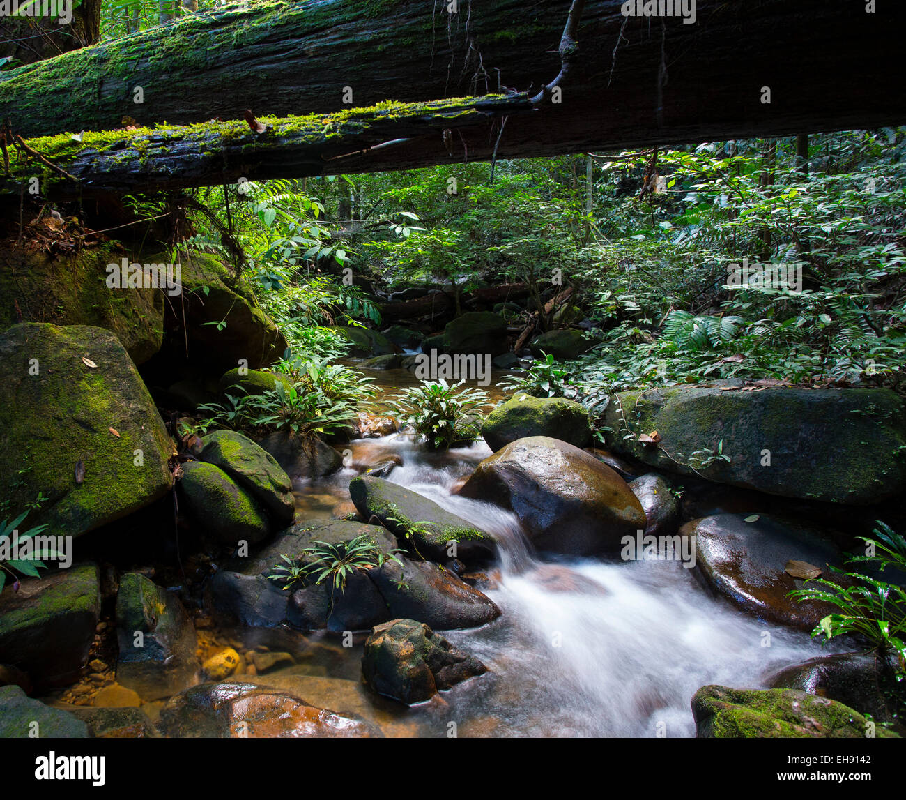 Ruisseau coule à travers la forêt tropicale luxuriante, Kubah National Park, Sarawak, Malaisie Banque D'Images