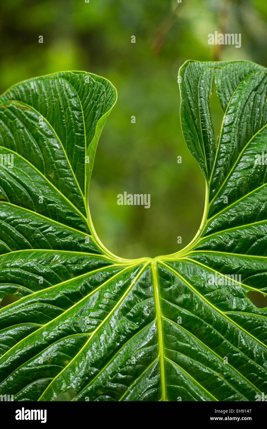 En feuilles géant cloudforest Banque D'Images