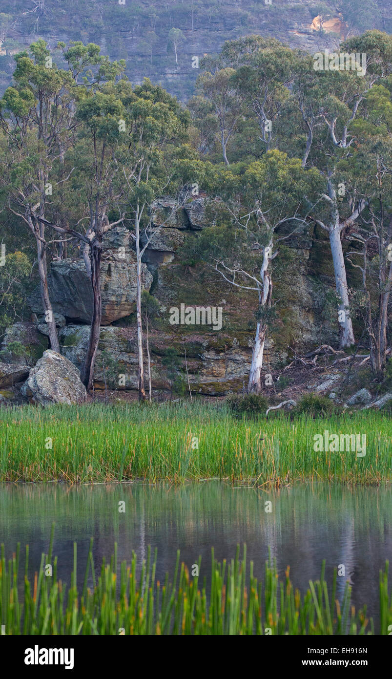 Réflexions de l'eucalyptus forest et de grès rock en marge de Dunn's Swamp, du Parc National Wollemi, en Australie Banque D'Images