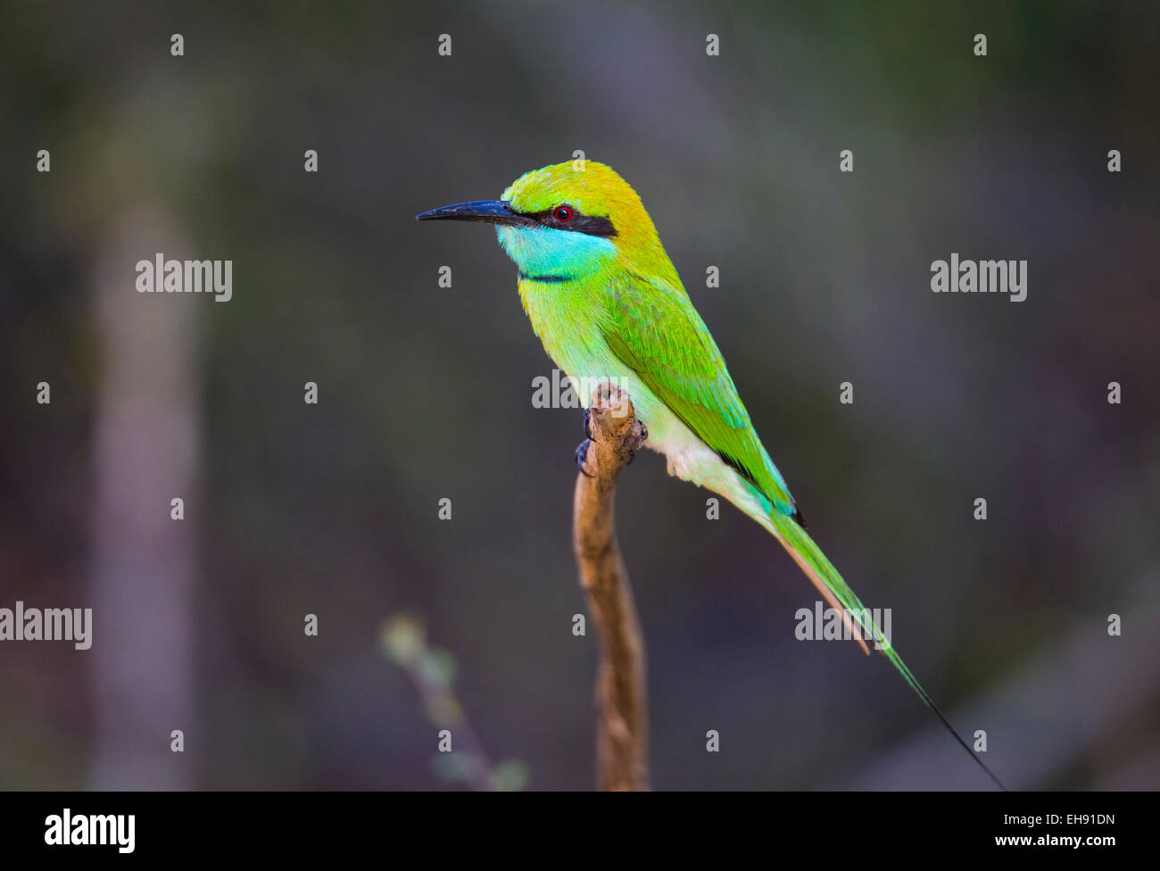 Green Guêpier (Merops orientalis), Parc national de Yala, au Sri Lanka Banque D'Images