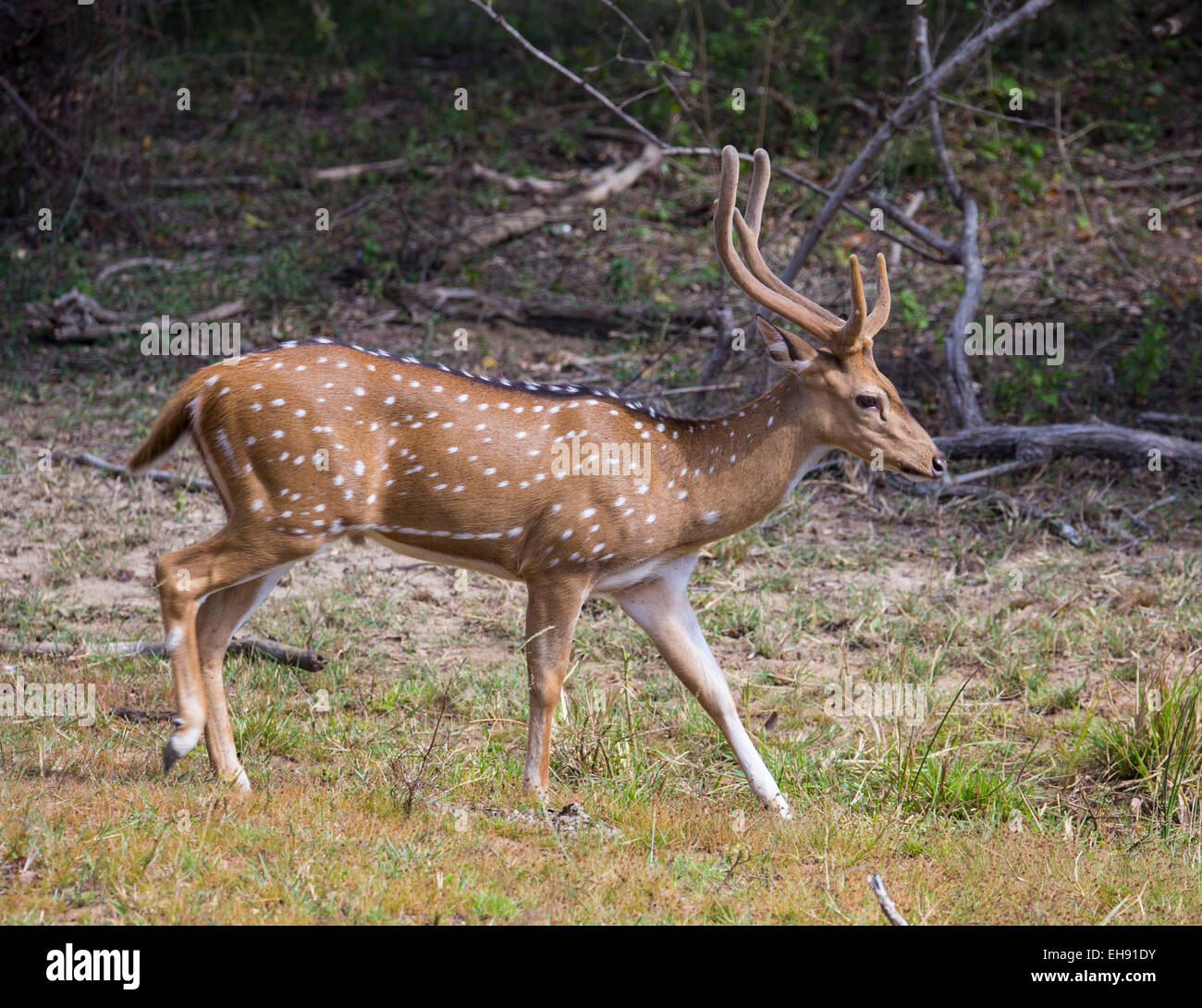 Chital ou spotted deer stag(Axis axis) dans Parc national de Yala, au Sri Lanka Banque D'Images