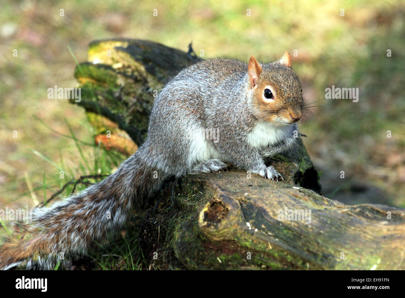 L'écureuil gris Sciurus carolinensis mammifères forestiers dans l'alimentation d'un chêne acorn Banque D'Images