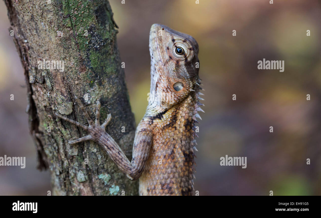 Jardin Oriental femelle Calotes versicolor (Lézard), Parc national de Yala, au Sri Lanka Banque D'Images