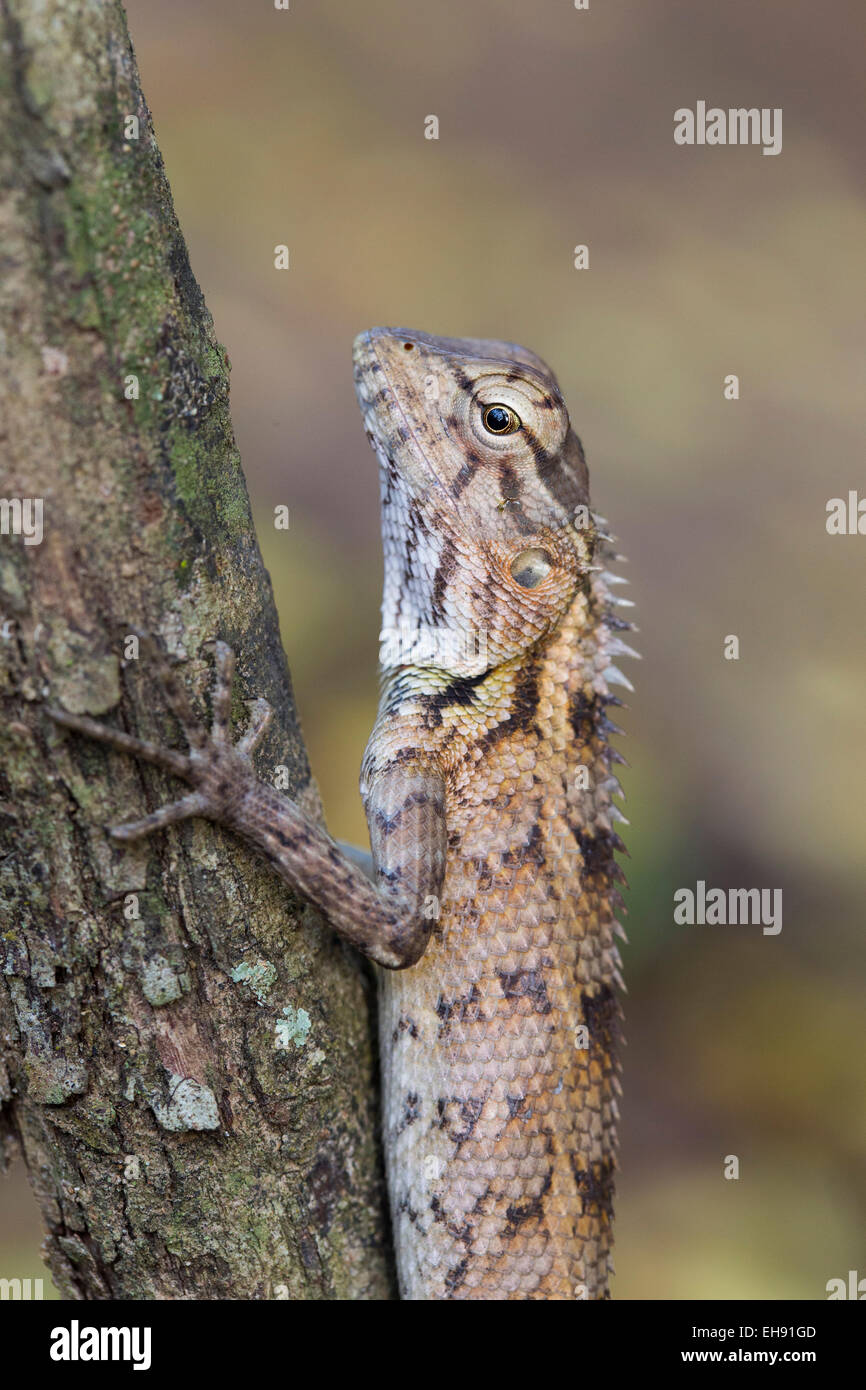 Jardin Oriental femelle Calotes versicolor (Lézard), Parc national de Yala, au Sri Lanka Banque D'Images