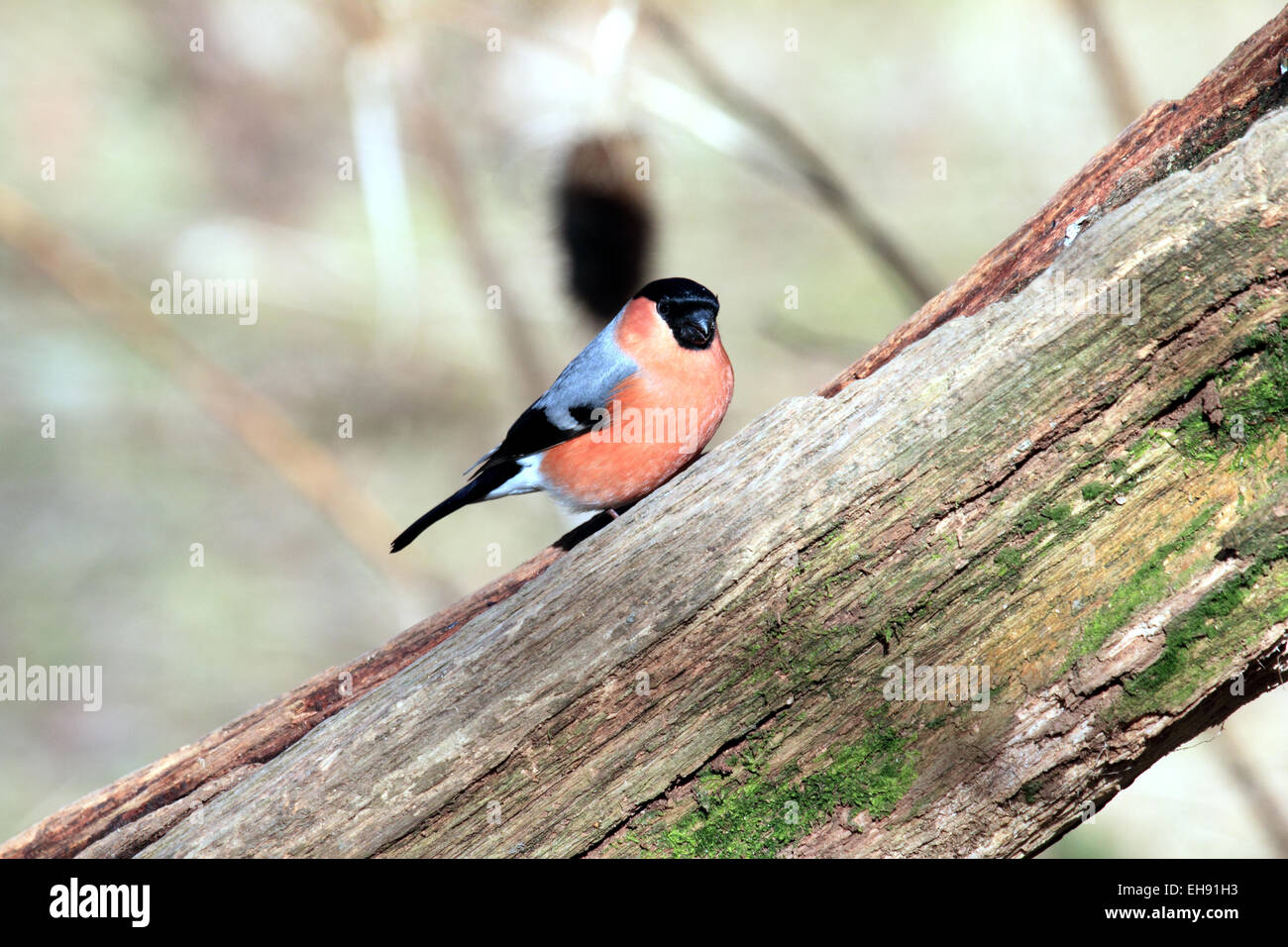 Pyrrhula pyrrhula Bouvreuil un petit oiseau de bois des haies vergers Banque D'Images