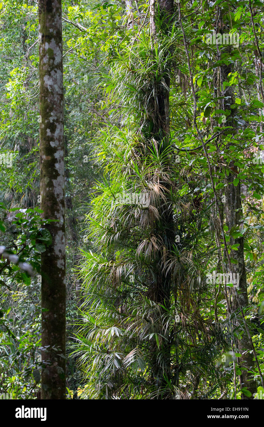Les épiphytes poussant sur un arbre dans la luxuriante forêt tropicale dans la réserve forestière de Sinharaja, Sri Lanka Banque D'Images