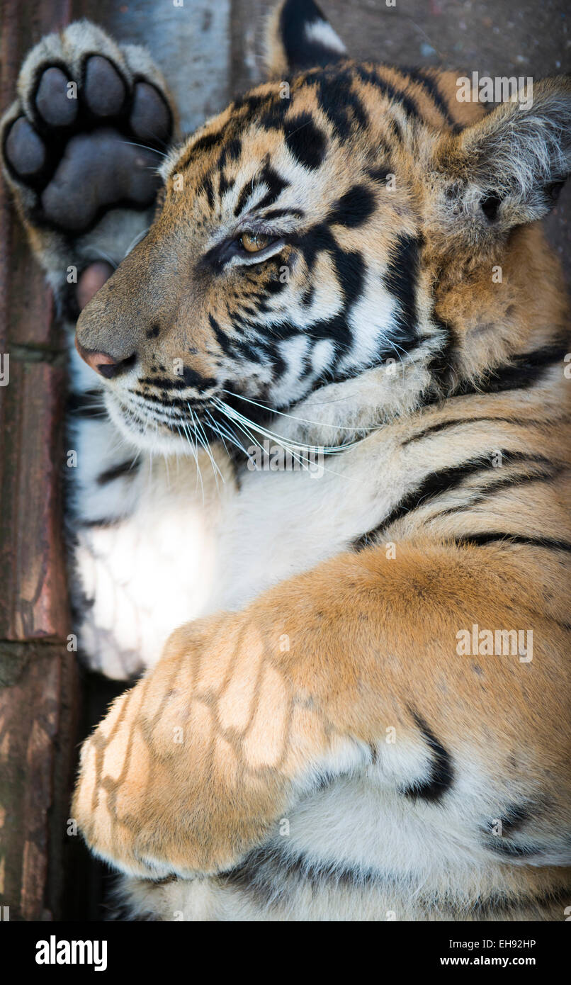 Gros plan d'un aspect d'un jeune mâle tiger's Paw. Banque D'Images