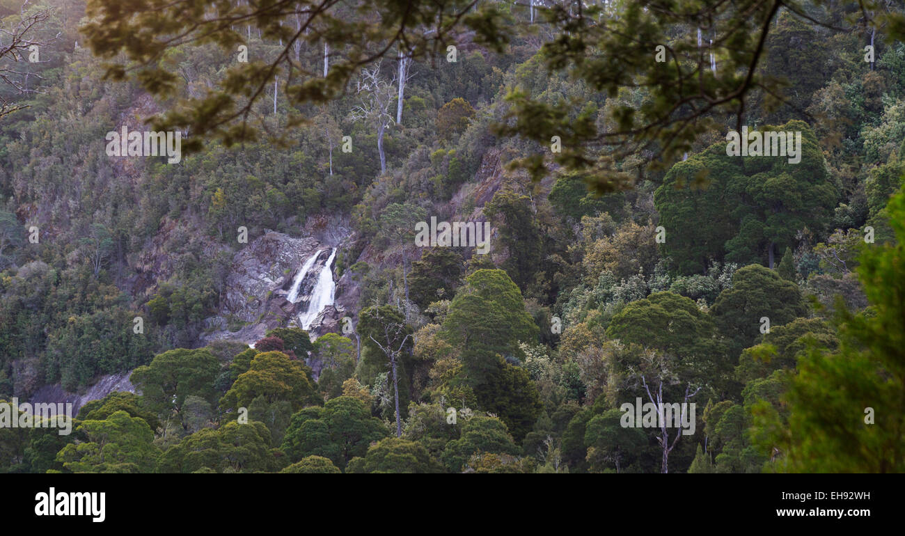 St Columba Falls, Tasmanie, Australie Banque D'Images