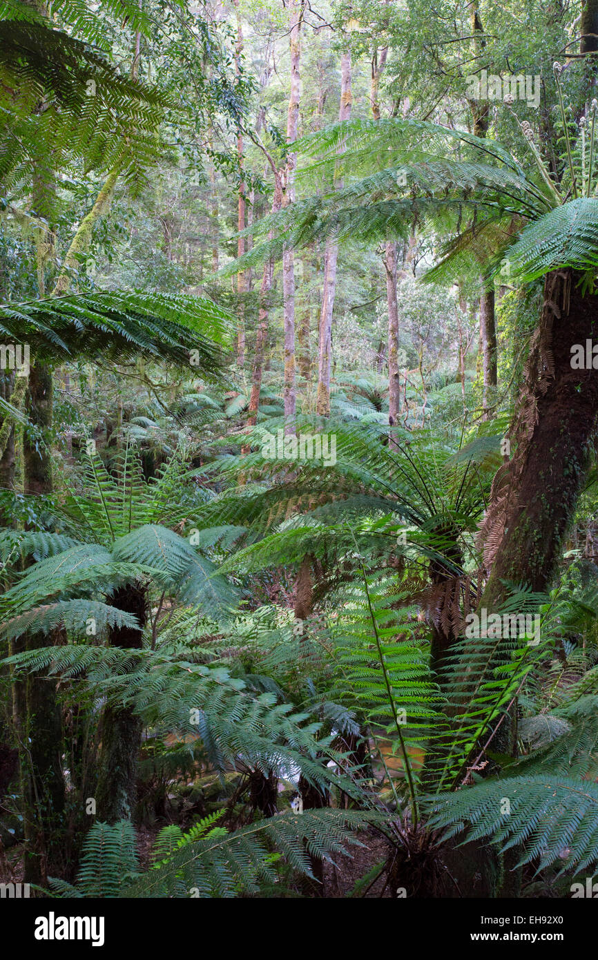 Les fougères arborescentes (Dicksonia antarctica) dans une luxuriante forêt tropicale, St Columba Falls State Reserve, Tasmanie, Australie Banque D'Images