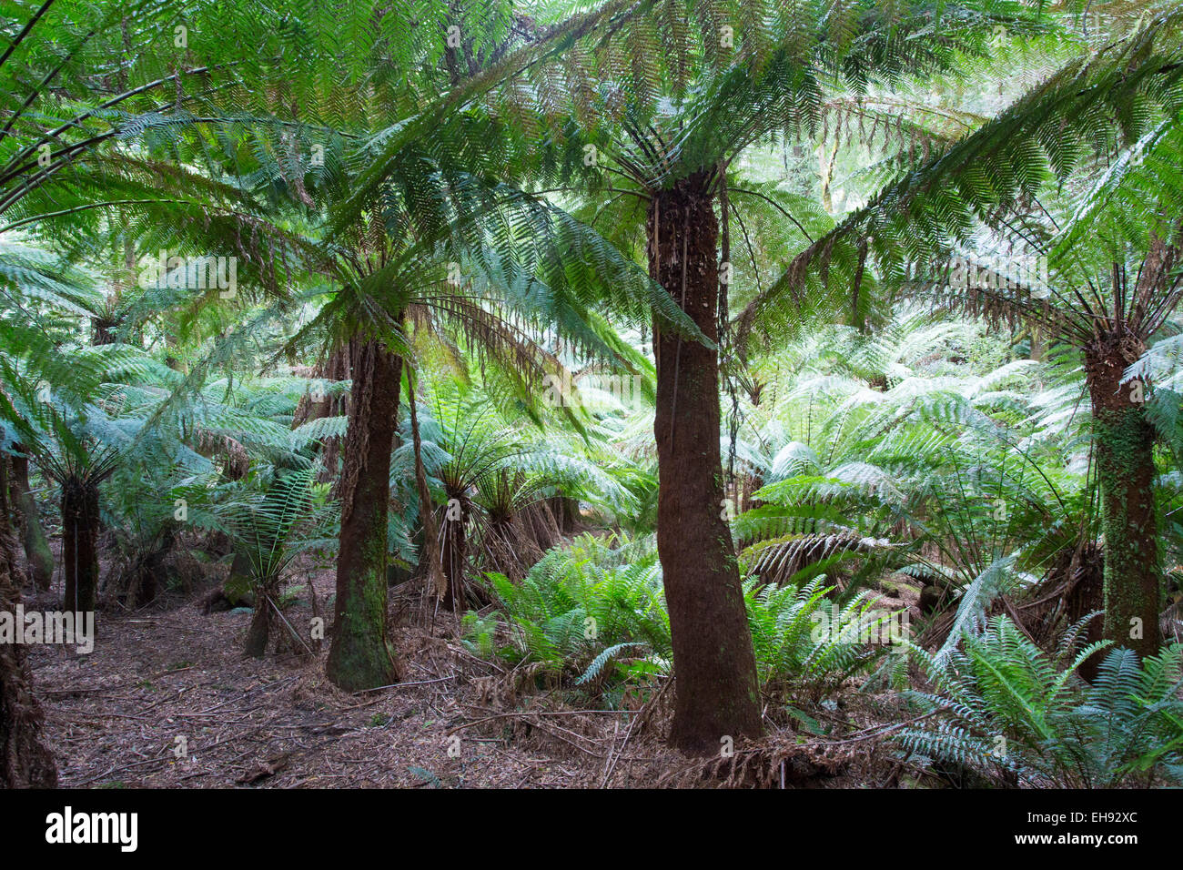 Les fougères arborescentes (Dicksonia antarctica) dans une luxuriante forêt tropicale, St Columba Falls State Reserve, Tasmanie, Australie Banque D'Images