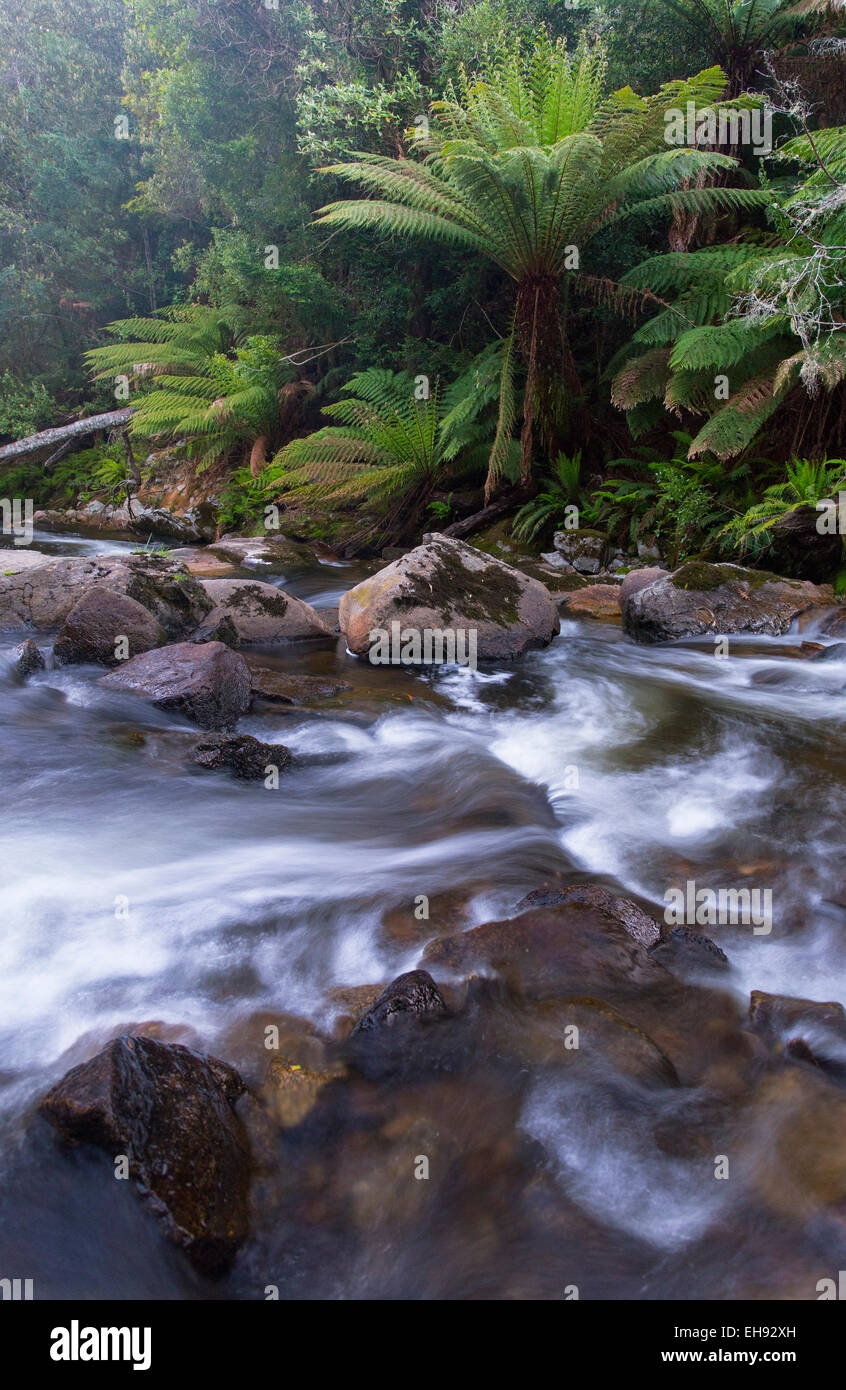 Fleuve sauvage qui coule à travers la forêt pluviale tempérée luxuriante à St Columba Falls State Reserve, Tasmanie, Australie Banque D'Images