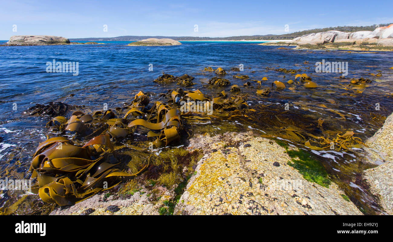 Varech géant (Macrocystis pyrifera ) découverte à marée basse le long de la côte est de la Tasmanie, Australie Banque D'Images