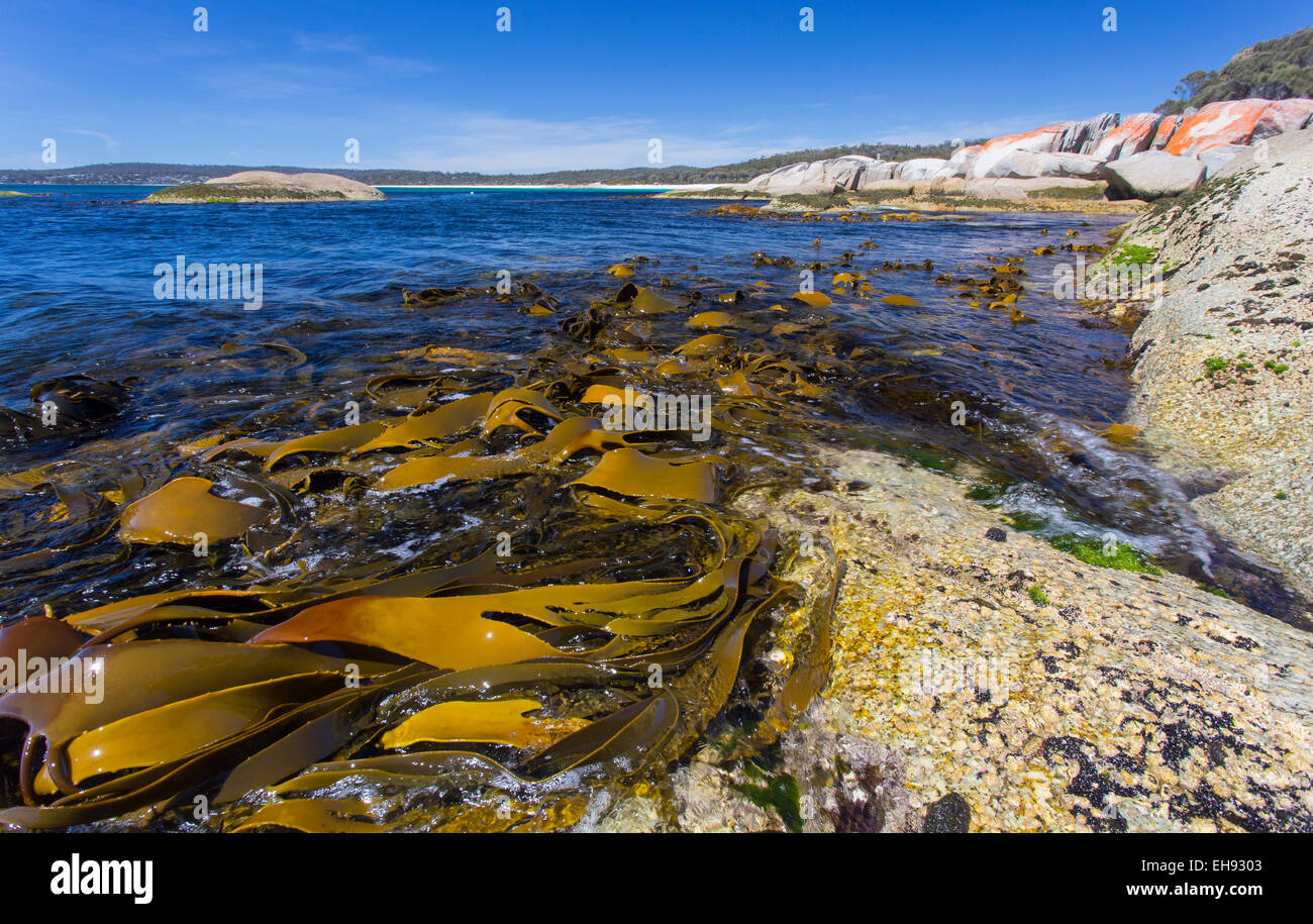 Varech géant (Macrocystis pyrifera ) découverte à marée basse le long de la côte est de la Tasmanie, Australie Banque D'Images