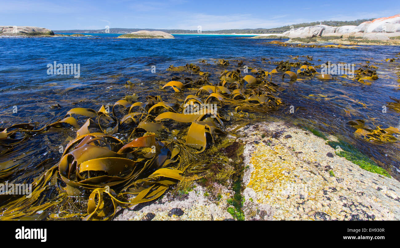 Varech géant (Macrocystis pyrifera ) découverte à marée basse le long de la côte est de la Tasmanie, Australie Banque D'Images