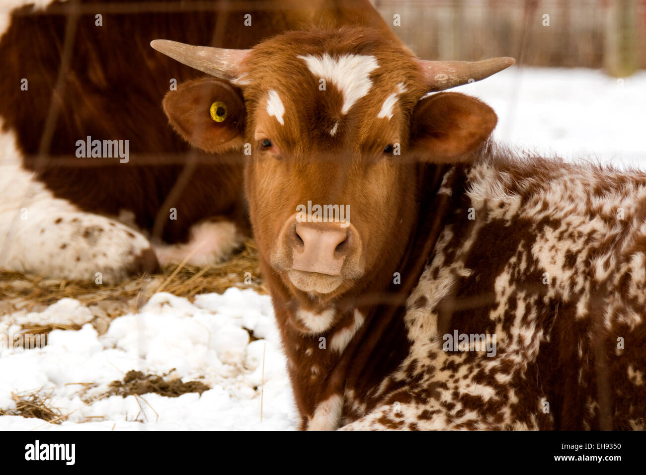 Un brown spotted horned cow pond sur une ferme derrière une clôture en hiver la neige. Banque D'Images