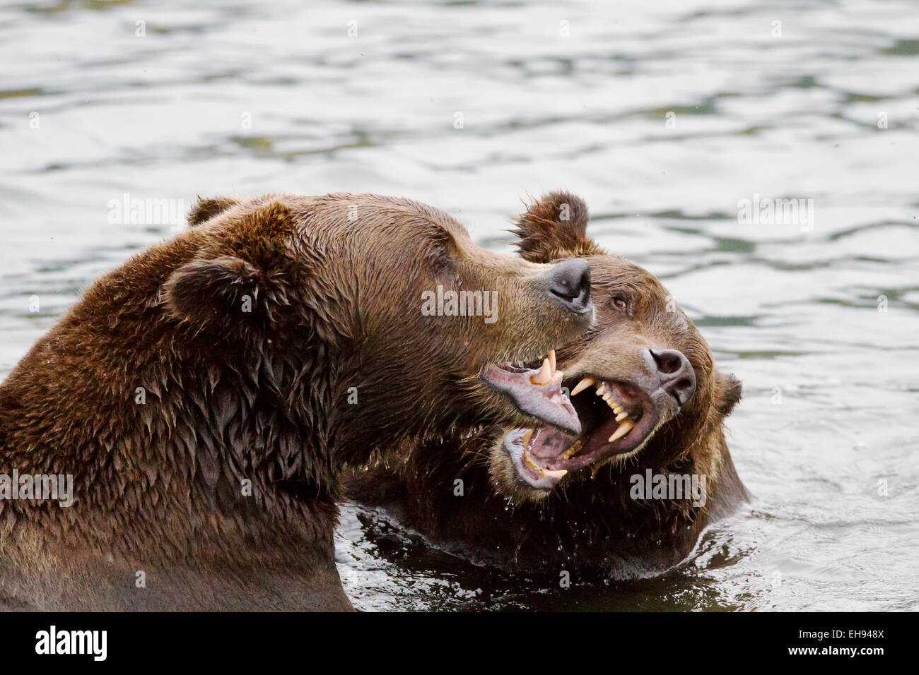 Les ours bruns (Ursus arctos) dans Katmai National Park, Alaska Banque D'Images