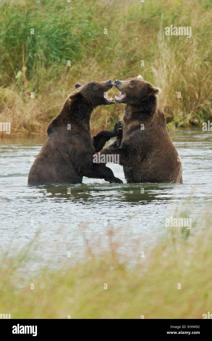 Les ours bruns côtiers (Ursus arctos) jouent dans le parc national de Katmai, en Alaska Banque D'Images