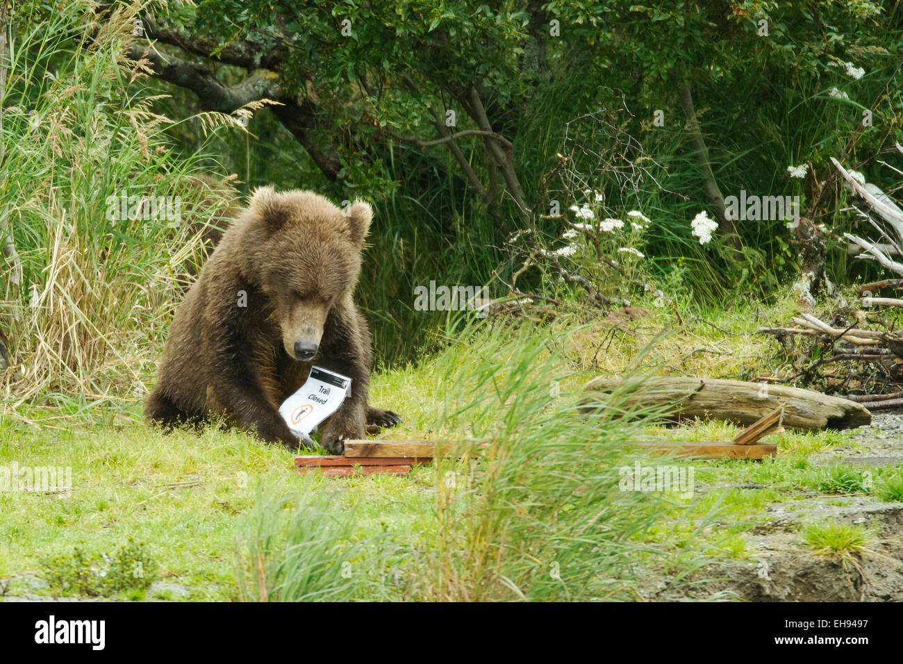 Coastal ours brun (Ursus arctos) jouant avec un 'Fermé' sign in Katmai National Park, Alaska Banque D'Images
